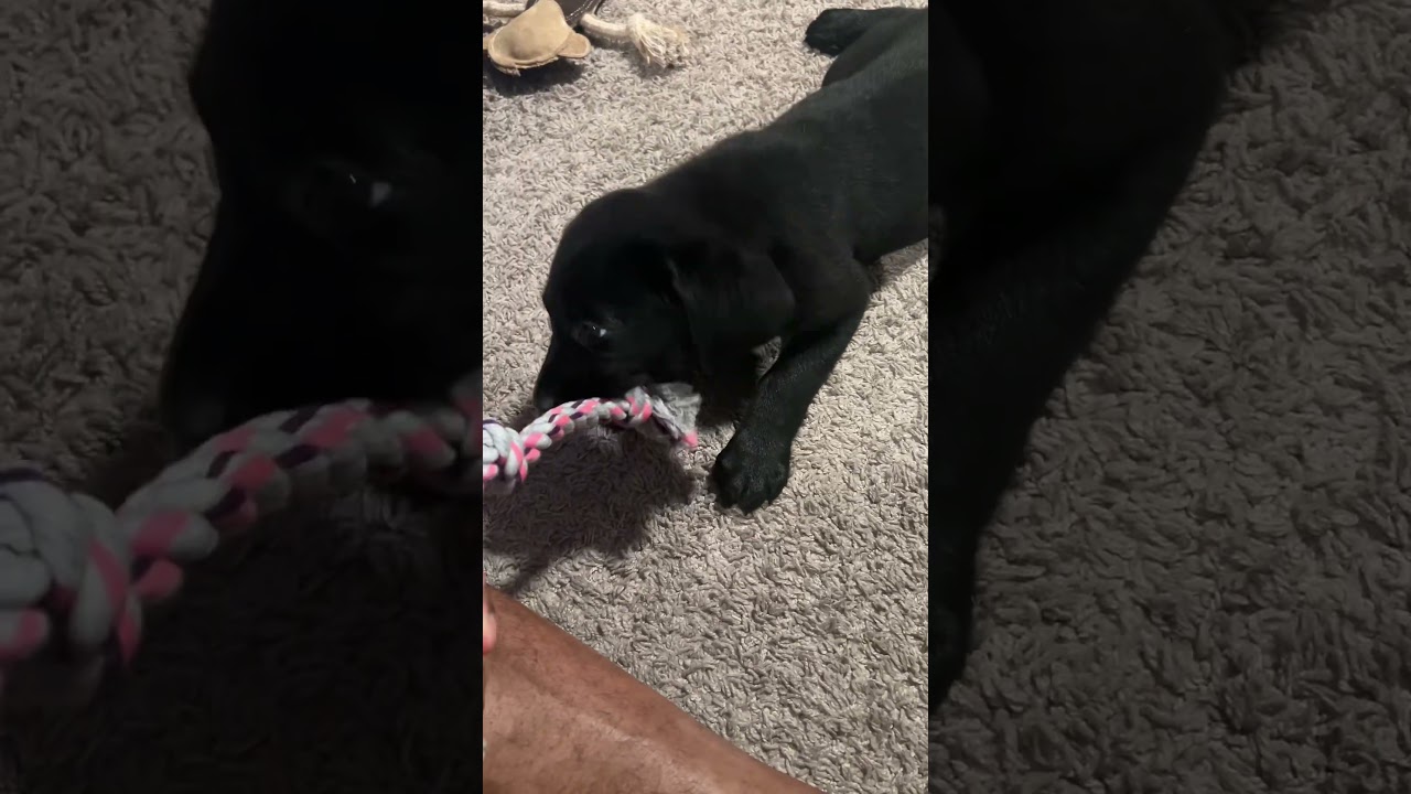 Beware of the DOG