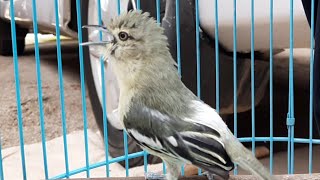 Pancingan suara pelan sirtu cipoh paud | sirtu cipoh gacor suara pelan