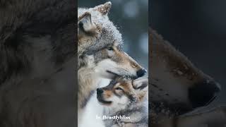 This Wolf Pups Loving Gaze Will Melt Your Heart