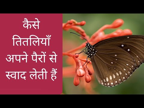 वीडियो: क्या तितलियाँ निशाचर होती हैं