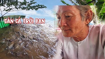 Đàn Cá Thiên Nhiên Trên Sông Vàm Nao | Long Xuyên TV