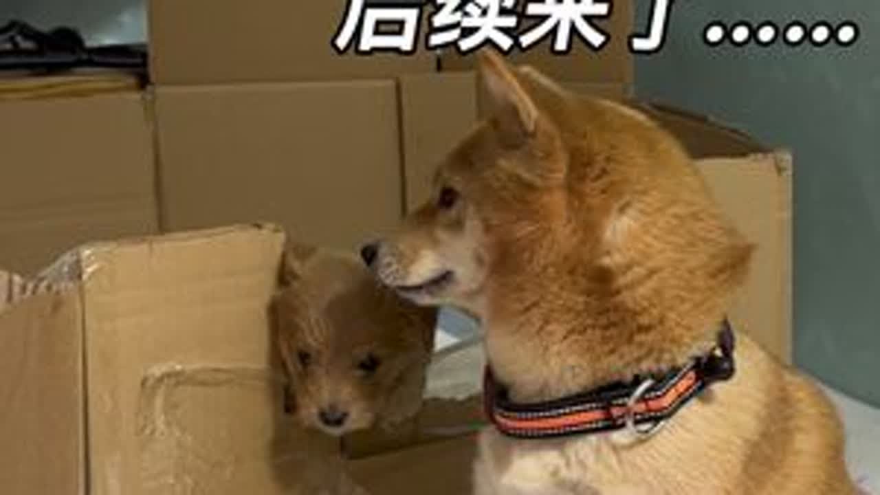 #狗狗 #狗狗的日常 #萌宠 @抖音创作灵感 #狗狗小时候VS长大后   接班狗就是狗妈妈最后的爱。小舞就下了一只小狗崽，看着来财儿一点点的变化，真的感受到狗狗世界里的爱真的一点不少于人类😊?...