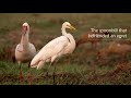 The spoonbill that befriended an egret