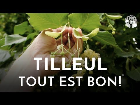 Vidéo: Comment réparer la fleur de tilleul et la chute des fruits