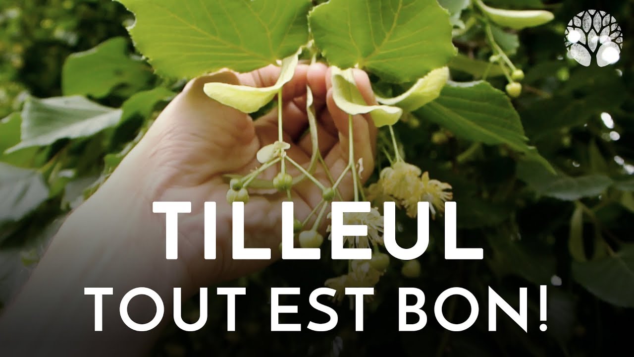 Tilleul - Guide Plantes