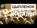 ВЫВЕЛ ЦЫПЛЯТ / КАКОЙ ПРОЦЕНТ ВЫВОДА У КОББ 500