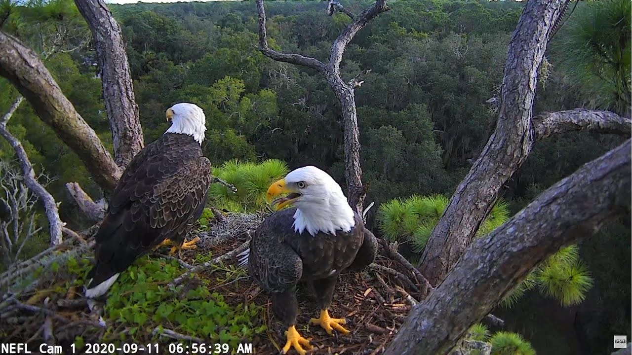 NEFL Cam 2 - Live Bald Eagle Cam - YouTube