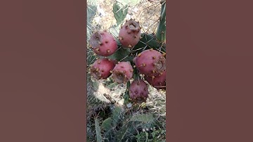 Cây Rừng Độc Lạ Sa Mạc Ở Bình Thuận l Sinh Tồn Tây Nguyên.