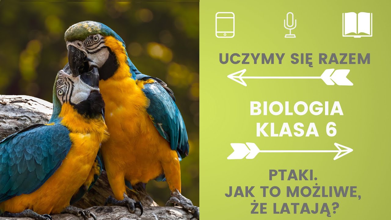 Biologia klasa 6. Ptaki. Jak to możliwe, że latają. Uczymy się razem