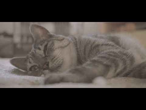 [4k] 猫　昼寝
