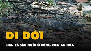 Vụ cá sấu sổng chuồng: Sẽ di dời đàn cá sấu nuôi ở công viên An Hòa