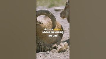 What Lives in This Mysterious Desert Oasis?