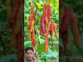 Abundant Mulberry Harvest: A Close-Up Look at Ripening Berries
