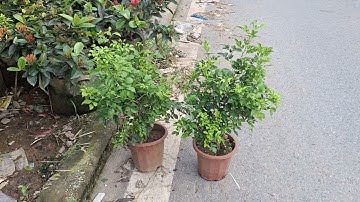 Bán cây nguyệt quế giống cao 60 cm 0977973535