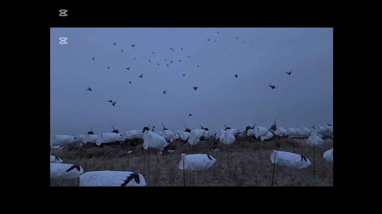 Freelance Canada Duck Hunt 2025! 