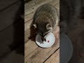 Cute raccoon really loves grapes.