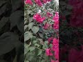 Can you smell the beautiful flowers 🌹#shorts #flowers