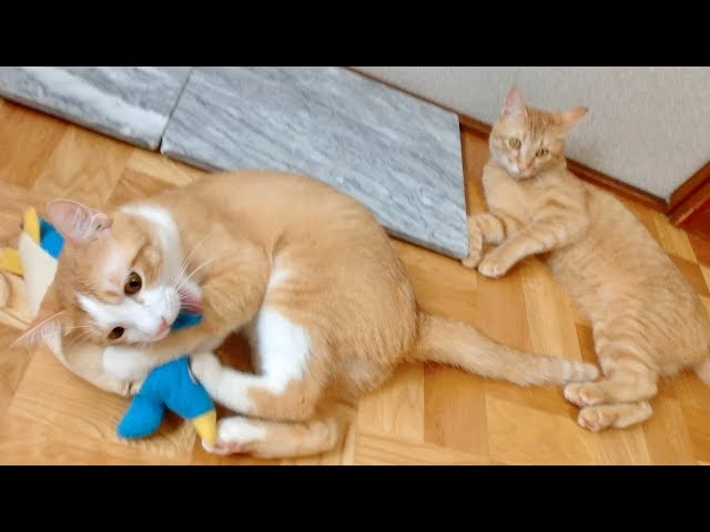 ここぞとばかりに蹴りまくる猫