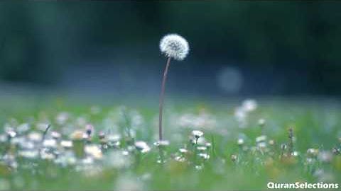 تلاوة تريح النفس ( الا بذكر الله تطمئن القلوب )