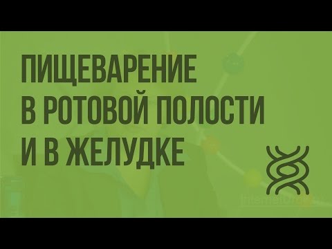 Пищеварение в ротовой полости и в желудке. Видеоурок по биологии 8 класс