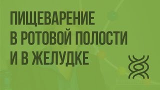 Пищеварение в ротовой полости и в желудке. Видеоурок по биологии 8 класс