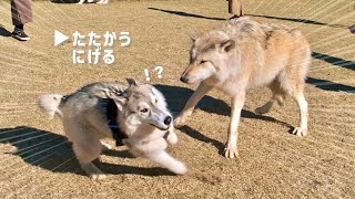 【超大型】オオカミが現れた　自分より強そうな相手にハスキー犬はどうする