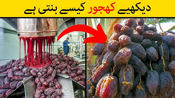 Khajur Kaise Banta Hai | See How Dates Made in the Factory | Dates Factory
