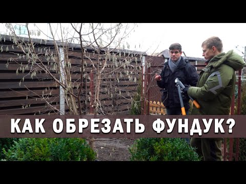 Как обрезать фундук?