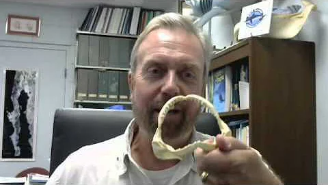 Dr. Robert Hueter discusses shark attacks