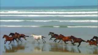 Chevaux Au Grand Galop Sur La Plage ♥ Chevaux Au Grand Galop Sur La Plage ♥