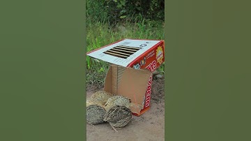 Create Amazing Effective Bird Trap With Cardboard Box #ytshorts #birdtrap #trapping