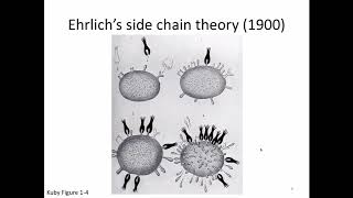 Immunology Lecture 9: Generation of Antibody Diversity 1