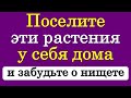 Поселите эти растения у себя дома и привлеките достаток