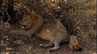 Not everyone becomes a father. Suddenly revealed!! Simba's Dad's Class [African Safari Plus⁺] 177
