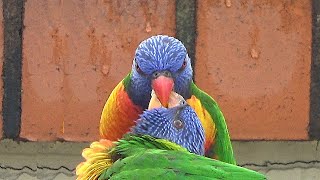 Rainbow Lorikeet Feeds a Fledgling