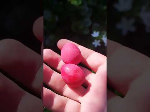 ثمرة شجرة كاريسيا من منكم شاهدها أو تذوقها وكيف وجد طعمها كاريسيا كاريسا فلسطين