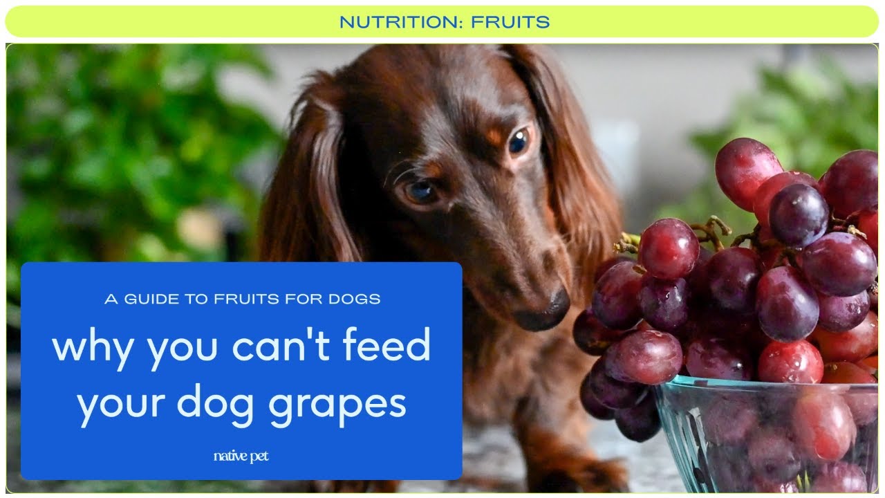 what will happen if my dog eats one grape