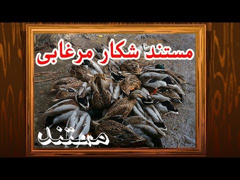 تصویری: نحوه شکار اردک