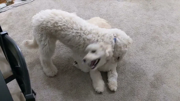 Twin Goldendoodle Play Fight - Sadie Dominates Sam...