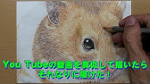 ハムスターとくしゅう ハムスター3 のかきかた かんたんイラストこうざ Youtube ハムスターとくしゅう ハムスター3 のかきかた かんたんイラストこうざ Youtube