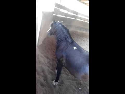 Vídeo: American Walking Pony Horse Raça Hipoalergênica, Saúde E Expectativa De Vida