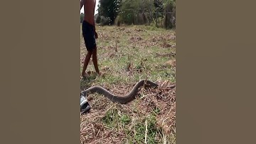 Catch Snake Gourd #shorts