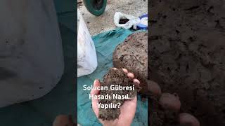 Solucan gübresi hasadı nasıl yapılır?#solucangübresi #solucan#organiktarım