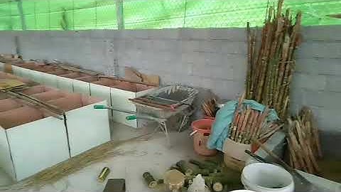 Chia Sẻ Trải Nghiệm Thuần Hoá Dúi Rừng part2