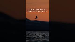 Arctic Tern at Midnight - Minute of Wildlife #birds #wildlife #wildlifevideo
An Arctic Tern hovers in front of snow-capped mountains under midnight sunlight along the coast of Nome, Alaska. Arctic Tern at Midnight - Minute of Wildlife #birds #wildlife #wildlifevideo