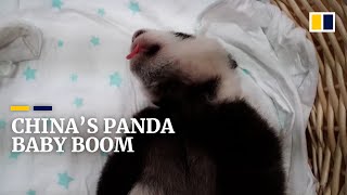 Giant panda numbers surge in China, but ‘less adorable’ animals still need conservation help