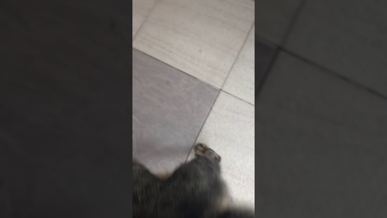 Sweet cat that shake tail when butt is touched