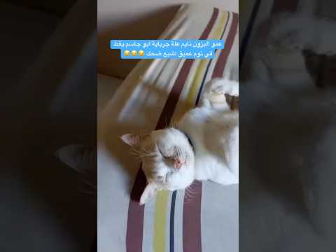 عمو البزون نايم علة جرباية ابو جاسم يغط في نوم عميق اشبع ضحك