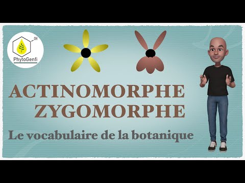 Vidéo: Différence Entre Les Fleurs Actinomorphes Et Zygomorphes