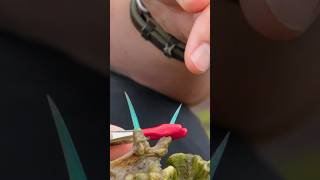 Stonefish Sting Goes WRONG!